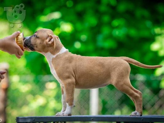 Κουτάβια American Staffordshire Terrier